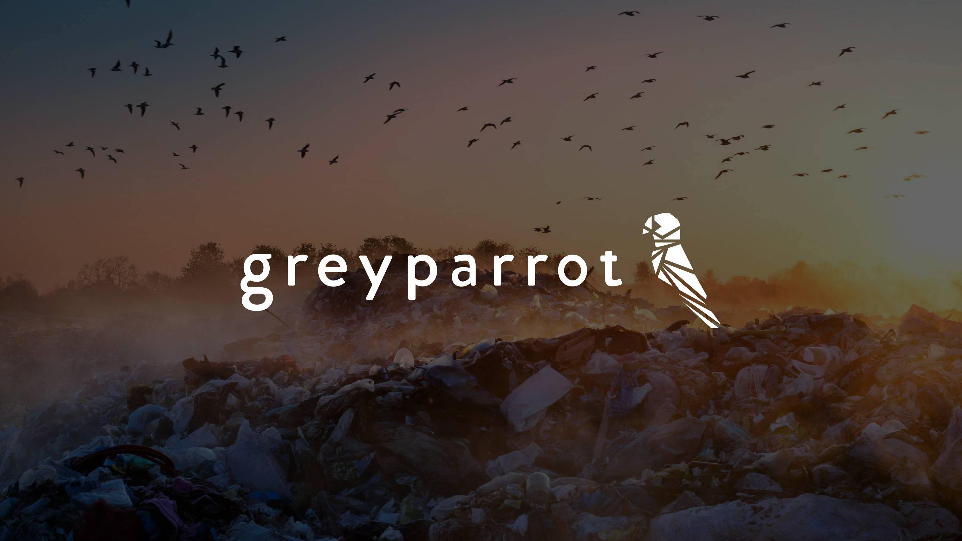 Greyparrot